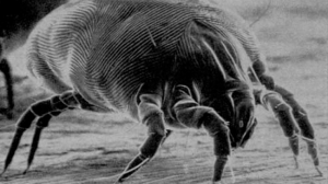 Dust Mite Removal Tips
